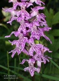 Dactylorhiza saccifera 2.jpg